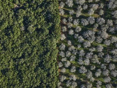 Edward Burtynsky, Xylella Studies #2, Lecce 2021. In mostra nel museo civico Sigismondo Castromediano a Lecce