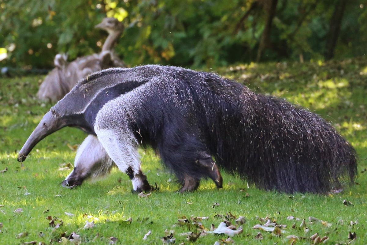 Un chasseur dans la nuit médiévale